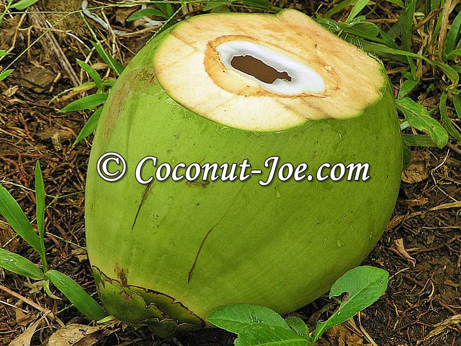coconut-joe.jpg